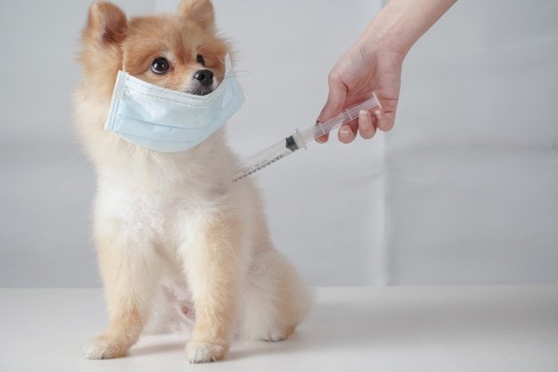 pomeranian-dog-with-brown-hairs-sitting-wearing-mask-syringe_49003-565